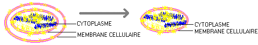 Origine de la vie - L'habit cellulaire