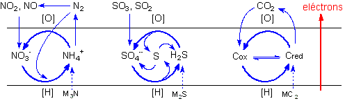 Ciclos geoqu&iacute;micos dos elementos biog&ecirc;nicos