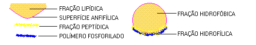 H&aacute;bito flocular - Origem das c&eacute;lulas