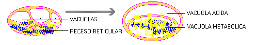 H&aacute;bito reticular - Origen de las c&eacute;lulas